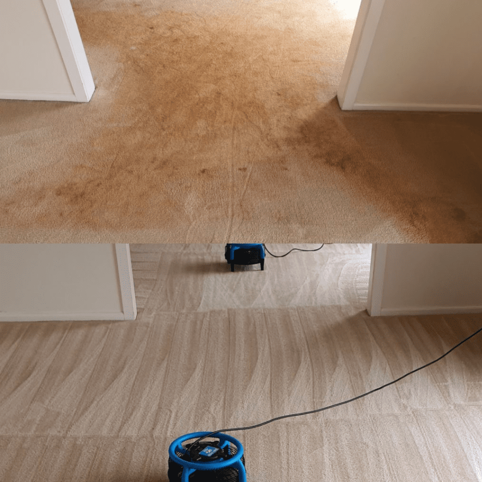 Professional Carpet Cleaning Seaside Carpet & Pest Solutions